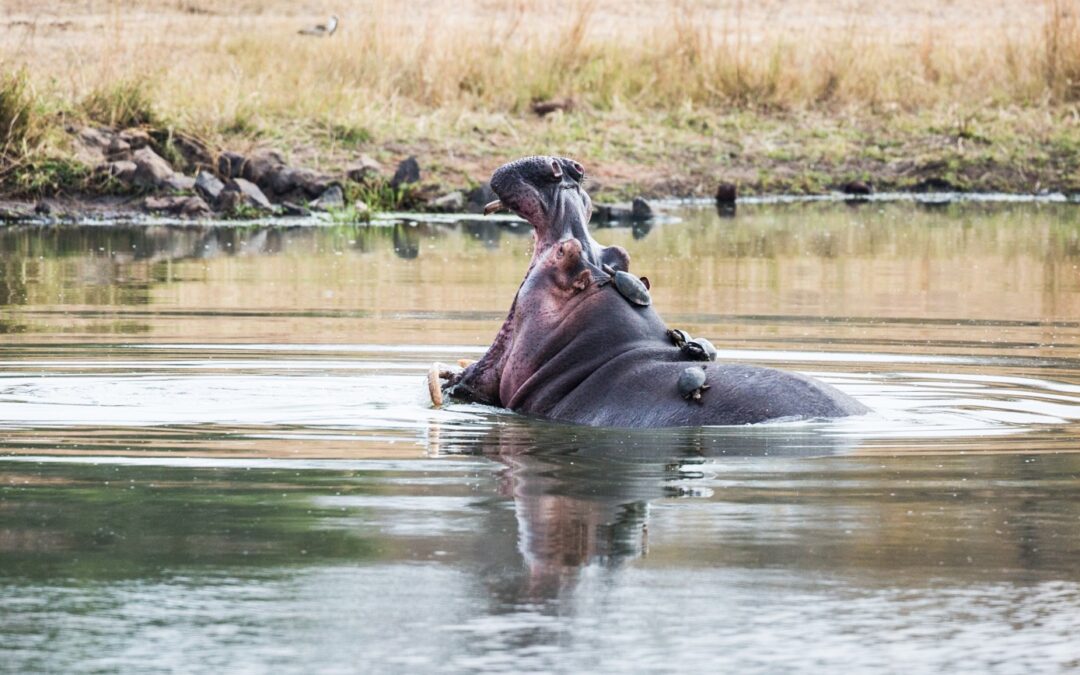 World Hippo Day – Celebrating Africa’s River Horse