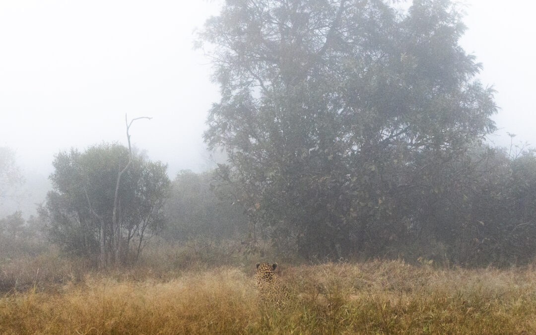 A Ghost in the Fog