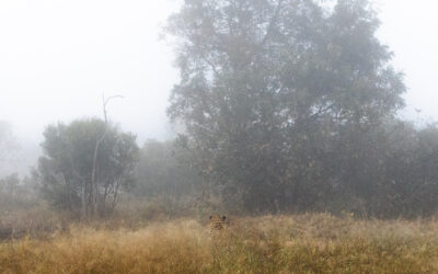 A Ghost in the Fog